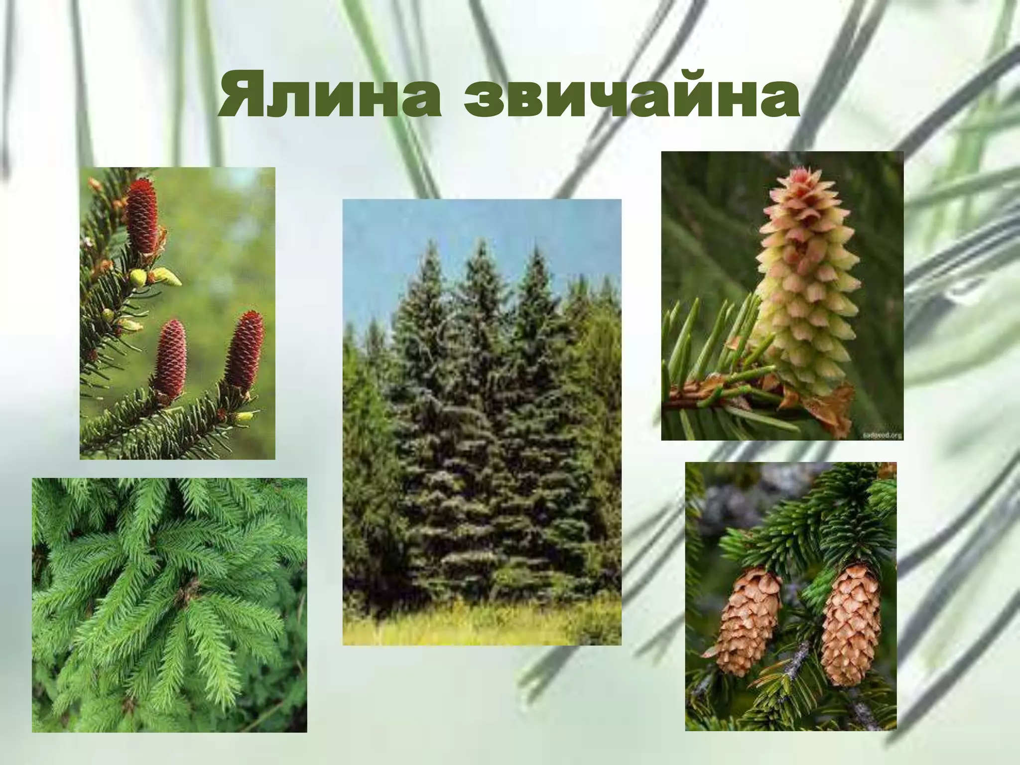 Ялина звичайна
 