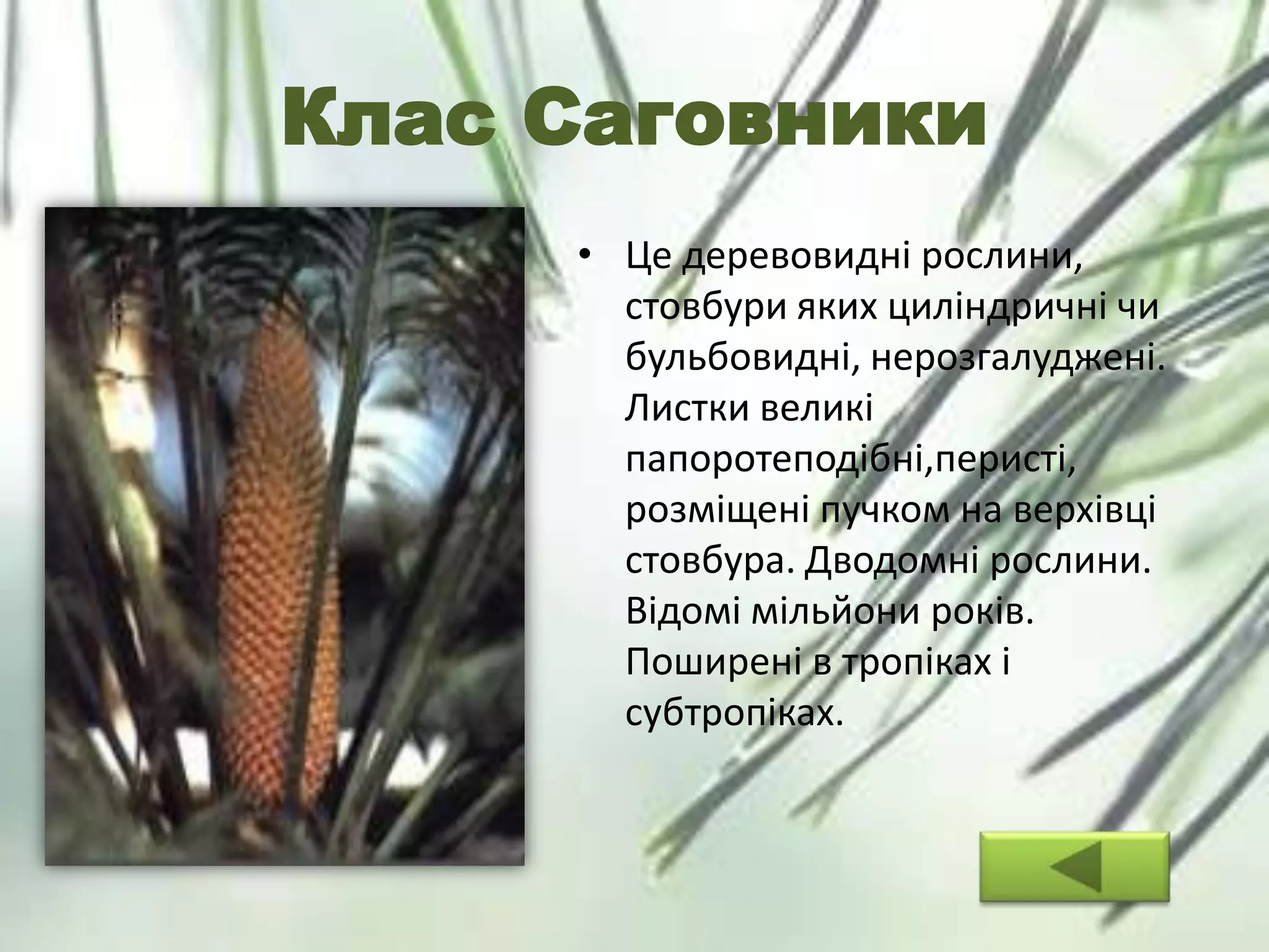 Клас Саговники
• Це деревовидні рослини,
стовбури яких циліндричні чи
бульбовидні, нерозгалуджені.
Листки великі
папоротеподібні,перисті,
розміщені пучком на верхівці
стовбура. Дводомні рослини.
Відомі мільйони років.
Поширені в тропіках і
субтропіках.
 