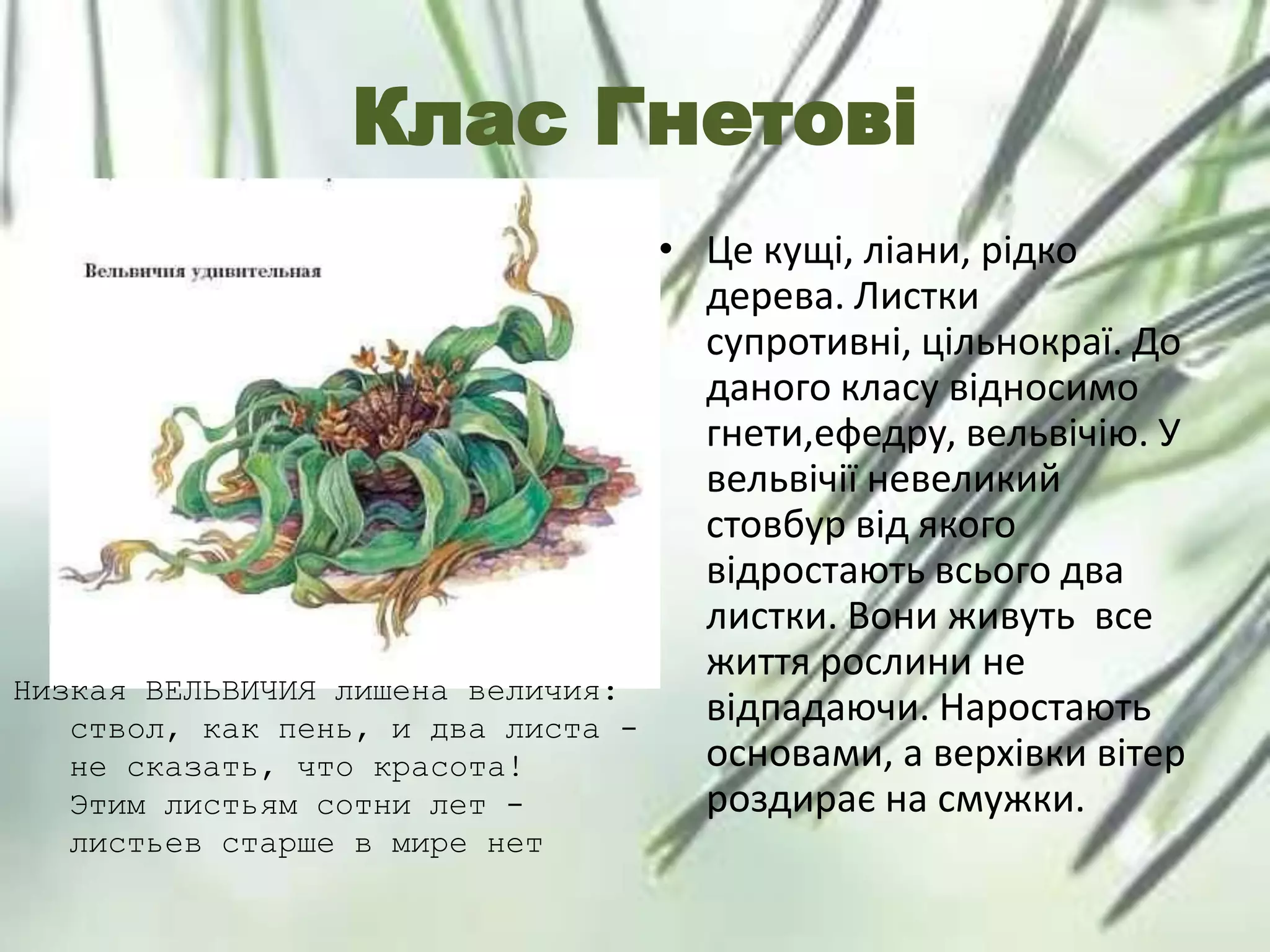 Клас Гнетові
• Це кущі, ліани, рідко
дерева. Листки
супротивні, цільнокраї. До
даного класу відносимо
гнети,ефедру, вельвічію. У
вельвічії невеликий
стовбур від якого
відростають всього два
листки. Вони живуть все
життя рослини не
відпадаючи. Наростають
основами, а верхівки вітер
роздирає на смужки.
Низкая ВЕЛЬВИЧИЯ лишена величия:
ствол, как пень, и два листа -
не сказать, что красота!
Этим листьям сотни лет -
листьев старше в мире нет
 