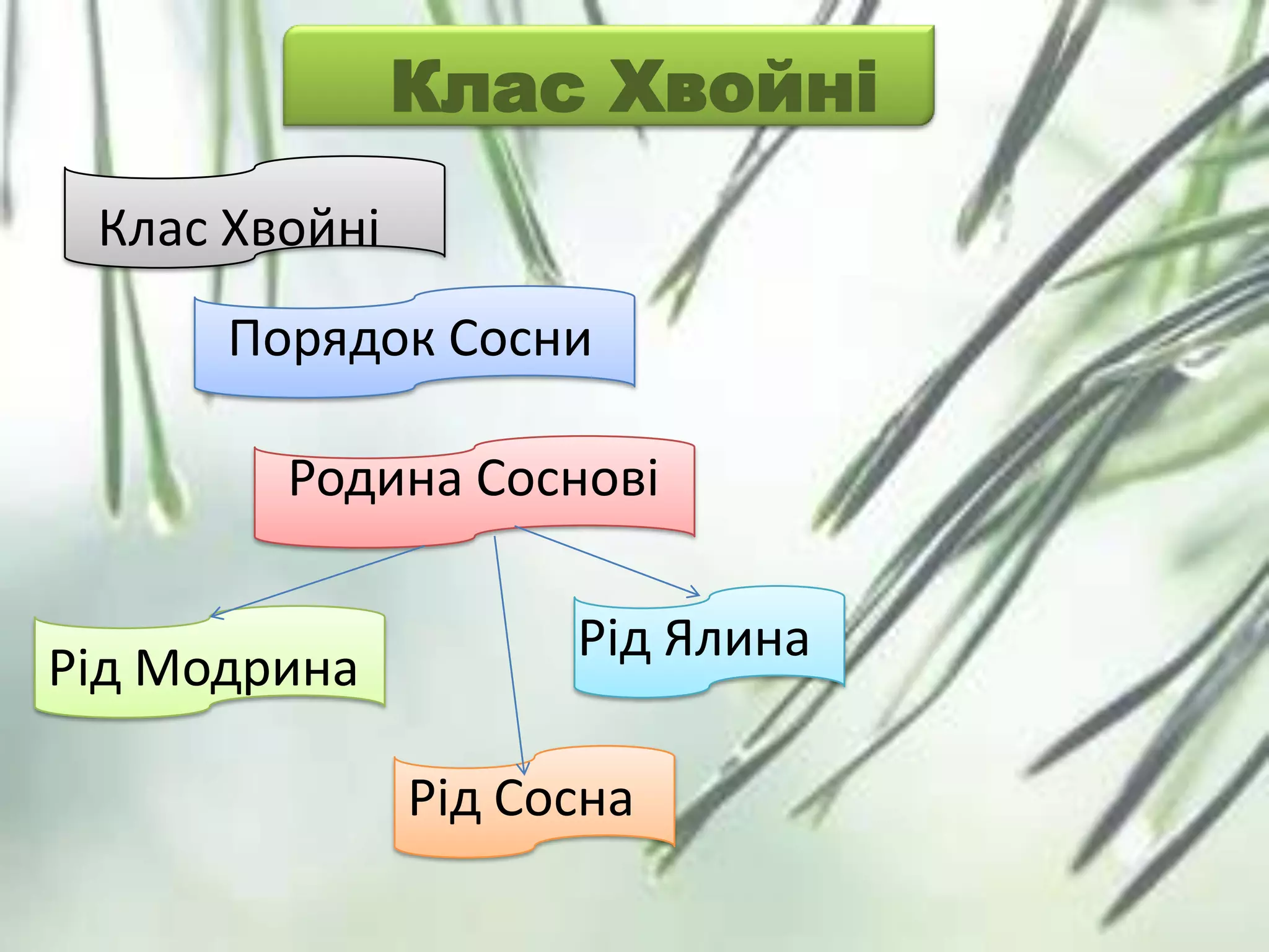 Клас Хвойні
Клас Хвойні
Порядок Сосни
Родина Соснові
Рід Модрина
Рід Сосна
Рід Ялина
 