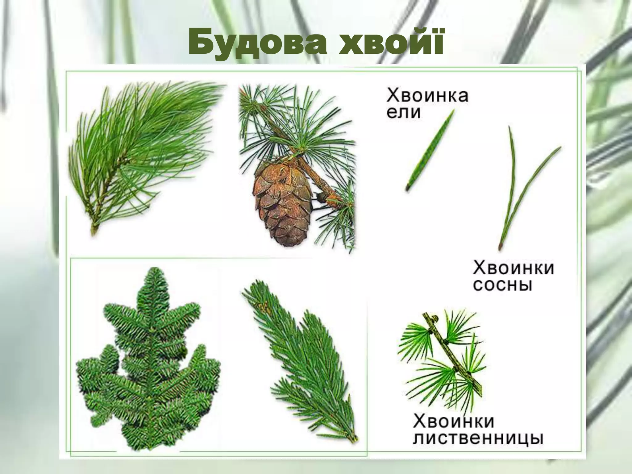 Будова хвойї
 