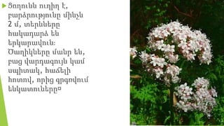 Ցողունն ուղիղ է,
բարձրությունը մինչև
2 մ, տերևները
հակադարձ են
երկարավունֈ
Ծաղիկները մանր են,
բաց վարդագույն կամ
սպիտակ, հաճելի
հոտով, որից գրգռվում
ենկատուները։
 