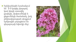  Երեխաներին նշանակում
են` 2-3 կաթիլ դոզայով
կամ փորի սաստիկ
ցավերի, փսխումների և
ցնցումների ժամանակ, իսկ
ընկնավորության դեպքում
երեխային լողացնում են
դեղաբույսի եփուկի մեջ:
 