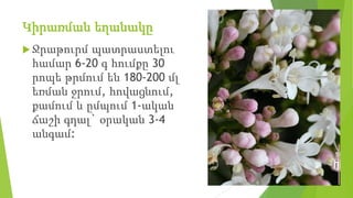 Կիրառման եղանակը
 Ջրաթուրմ պատրաստելու
համար 6-20 գ հումքը 30
րոպե թրմում են 180-200 մլ
եռման ջրում, հովացնում,
քամում և ըմպում 1-ական
ճաշի գդալ` օրական 3-4
անգամ:
 