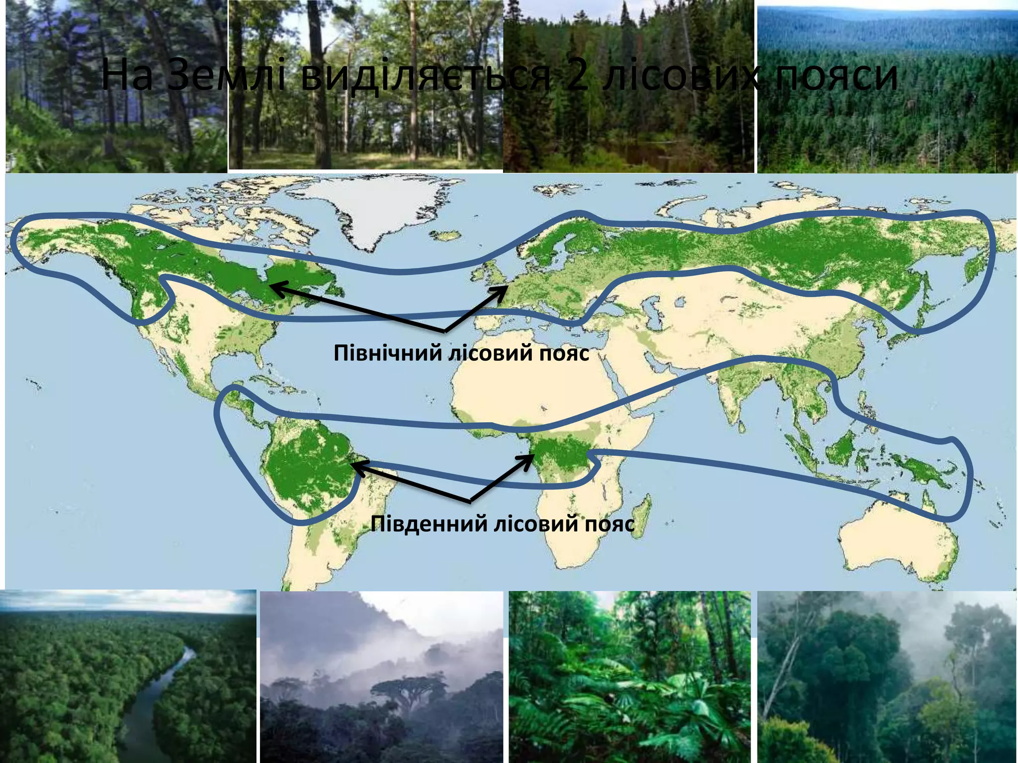 Північний лісовий пояс
Південний лісовий пояс
На Землі виділяється 2 лісових пояси
 