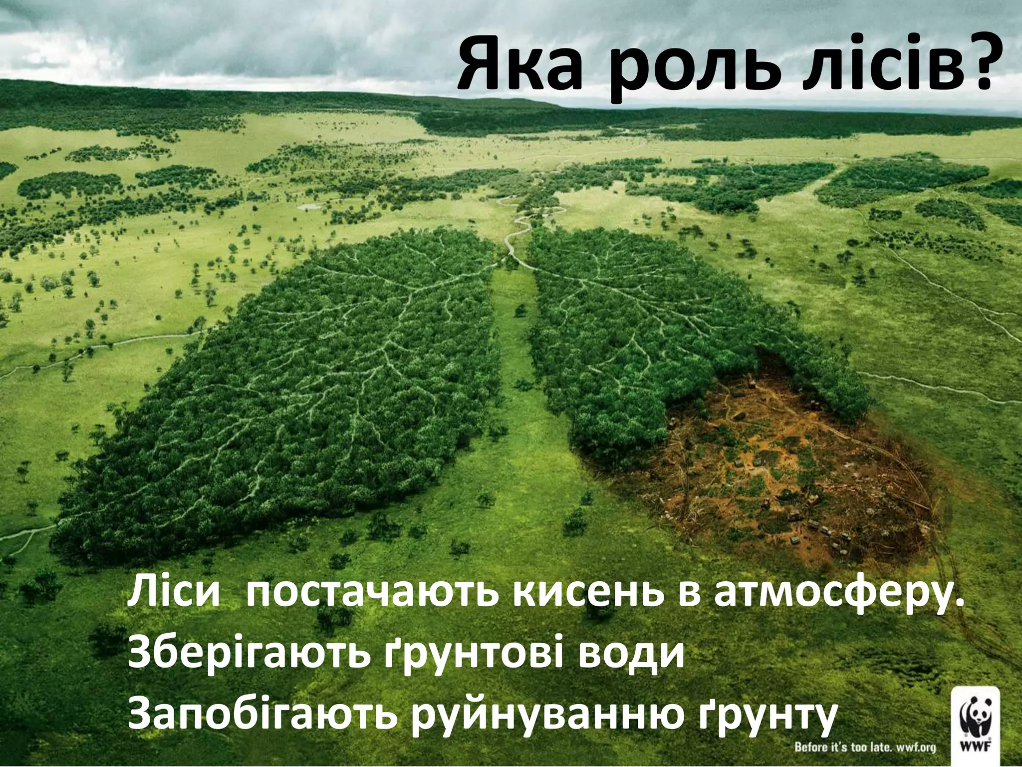 Яка роль лісів?
Ліси постачають кисень в атмосферу.
Зберігають ґрунтові води
Запобігають руйнуванню ґрунту
 