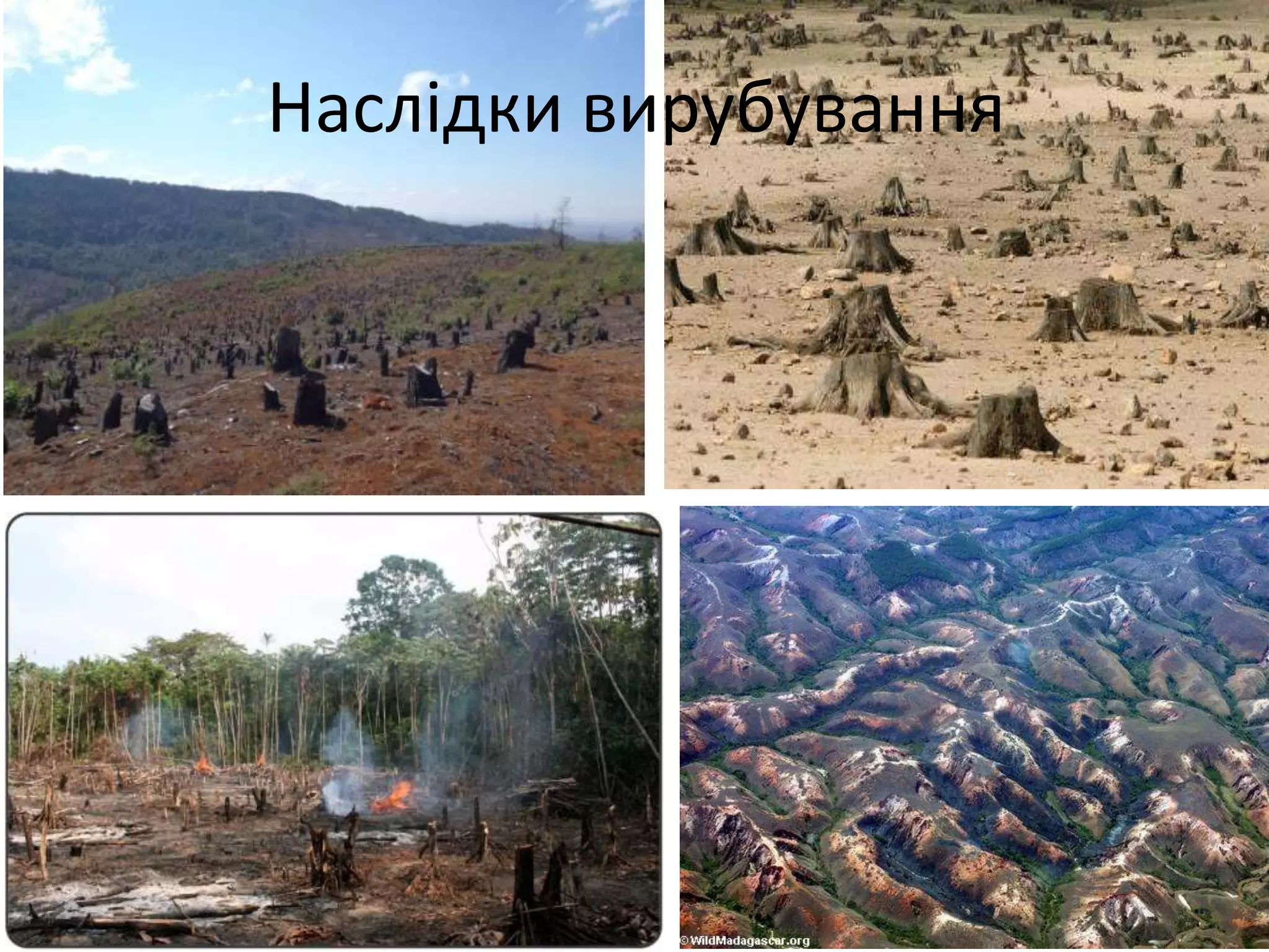 Наслідки вирубування
 