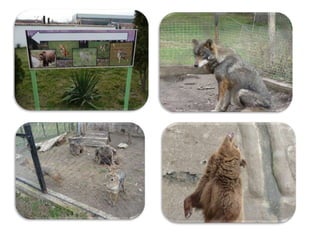 за животните и хората павликени