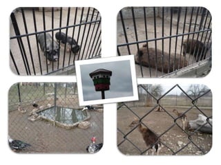 за животните и хората павликени