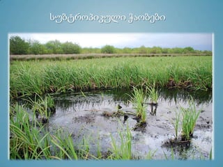 სუბტროპიკული ჭაობები
 
