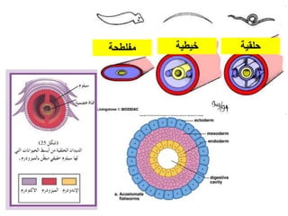‫حلقية‬‫مفلطحة‬ ‫خيطية‬
 
