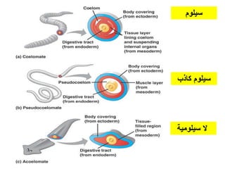‫سيلوم‬
‫كاذب‬ ‫سيلوم‬
‫سيلومية‬ ‫ال‬
 