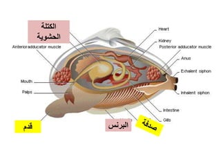 ‫قدم‬ ‫البرنس‬
‫الكتلة‬
‫الحشوية‬
 
