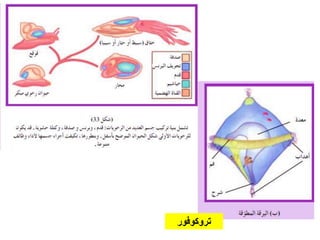 ‫تروكوفور‬
 