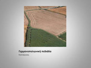 Γερμανοπολωνική πεδιάδα
Καλλιέργειες
 