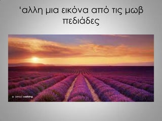 ‘αλλη μια εικόνα από τις μωβ
πεδιάδες
 