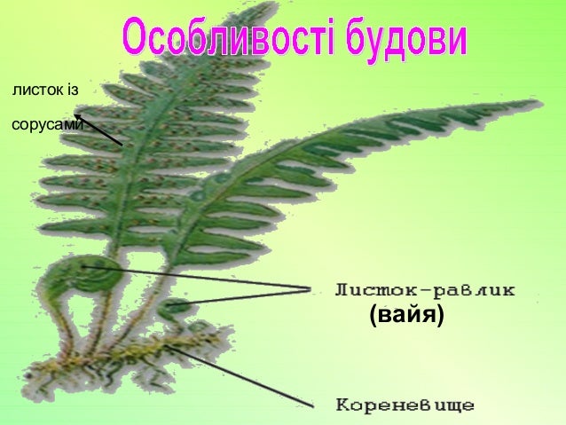папоротеподібні