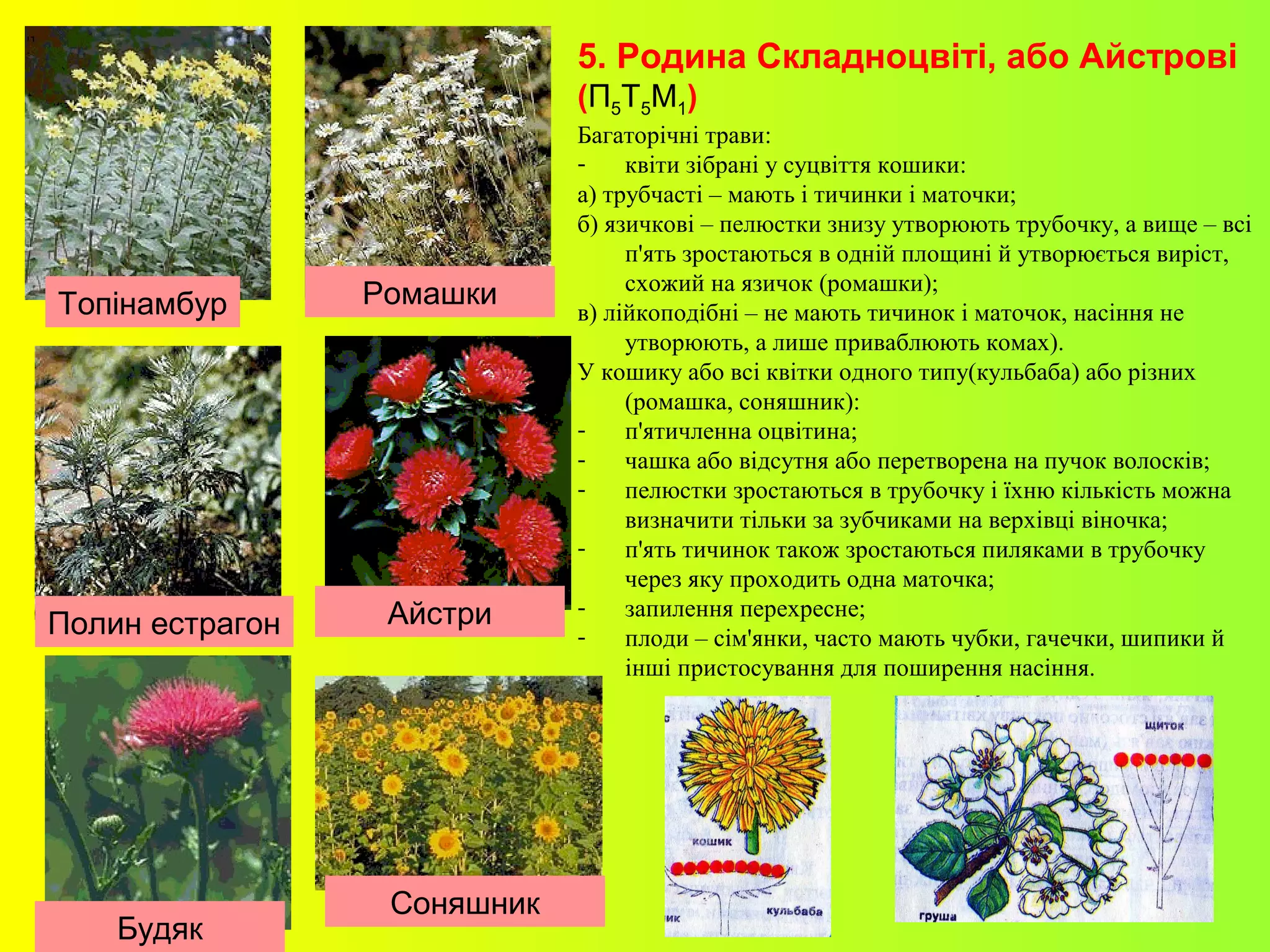 5. Родина Складноцвіті, або Айстрові
(П5Т5М1)
Багаторічні трави:
- квіти зібрані у суцвіття кошики:
а) трубчасті – мають і тичинки і маточки;
б) язичкові – пелюстки знизу утворюють трубочку, а вище – всі
п'ять зростаються в одній площині й утворюється виріст,
схожий на язичок (ромашки);
в) лійкоподібні – не мають тичинок і маточок, насіння не
утворюють, а лише приваблюють комах).
У кошику або всі квітки одного типу(кульбаба) або різних
(ромашка, соняшник):
- п'ятичленна оцвітина;
- чашка або відсутня або перетворена на пучок волосків;
- пелюстки зростаються в трубочку і їхню кількість можна
визначити тільки за зубчиками на верхівці віночка;
- п'ять тичинок також зростаються пиляками в трубочку
через яку проходить одна маточка;
- запилення перехресне;
- плоди – сім'янки, часто мають чубки, гачечки, шипики й
інші пристосування для поширення насіння.
Топінамбур
Полин естрагон
Будяк
Айстри
Ромашки
Соняшник
 