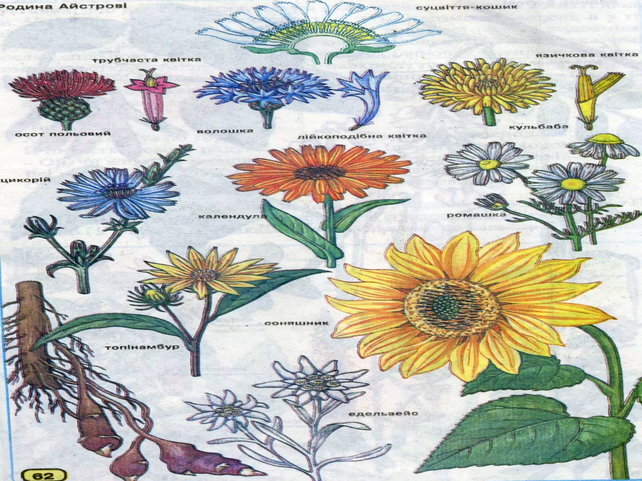 різноманітність рослин класу дводольні