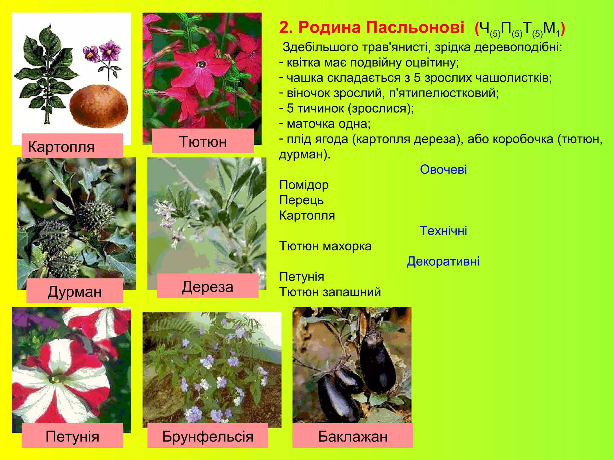 2. Родина Пасльонові (Ч(5)П(5)Т(5)М1)
Здебільшого трав'янисті, зрідка деревоподібні:
- квітка має подвійну оцвітину;
- чашка складається з 5 зрослих чашолистків;
- віночок зрослий, п'ятипелюстковий;
- 5 тичинок (зрослися);
- маточка одна;
- плід ягода (картопля дереза), або коробочка (тютюн,
дурман).
Овочеві
Помідор
Перець
Картопля
Технічні
Тютюн махорка
Декоративні
Петунія
Тютюн запашний
Картопля Тютюн
Дурман Дереза
Петунія Брунфельсія Баклажан
 