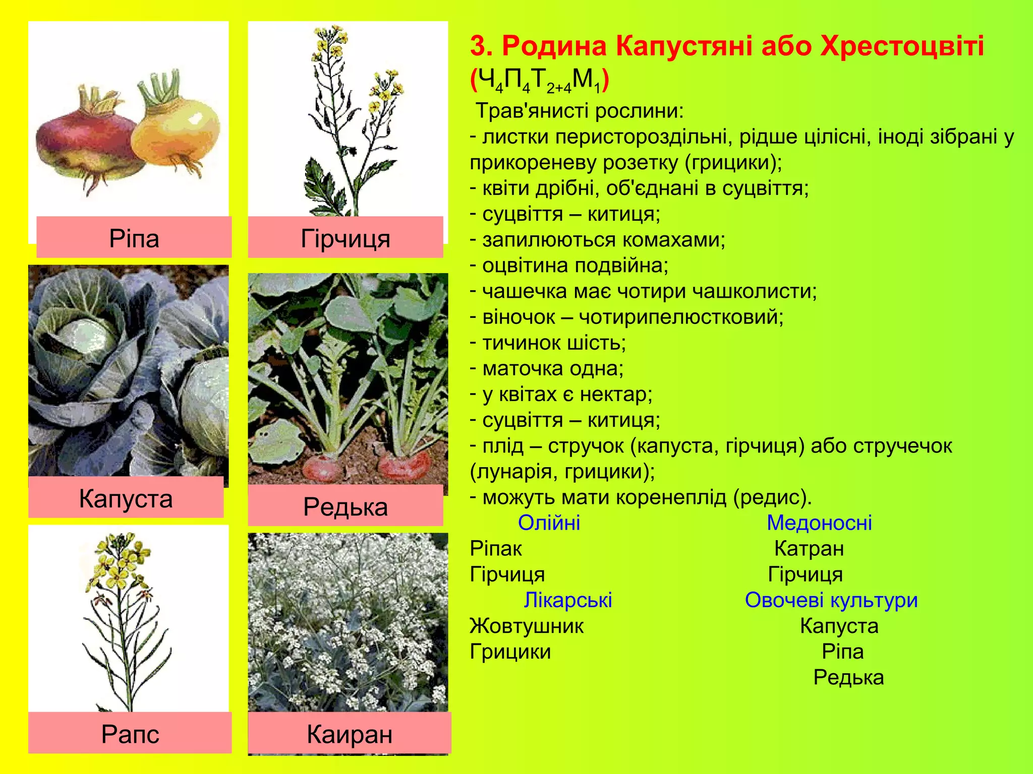 3. Родина Капустяні або Хрестоцвіті
(Ч4П4Т2+4М1)
Трав'янисті рослини:
- листки перистороздільні, рідше цілісні, іноді зібрані у
прикореневу розетку (грицики);
- квіти дрібні, об'єднані в суцвіття;
- суцвіття – китиця;
- запилюються комахами;
- оцвітина подвійна;
- чашечка має чотири чашколисти;
- віночок – чотирипелюстковий;
- тичинок шість;
- маточка одна;
- у квітах є нектар;
- суцвіття – китиця;
- плід – стручок (капуста, гірчиця) або стручечок
(лунарія, грицики);
- можуть мати коренеплід (редис).
Олійні Медоносні
Ріпак Катран
Гірчиця Гірчиця
Лікарські Овочеві культури
Жовтушник Капуста
Грицики Ріпа
Редька
Капуста
Рапс
Редька
ГірчицяРіпа
Каиран
 