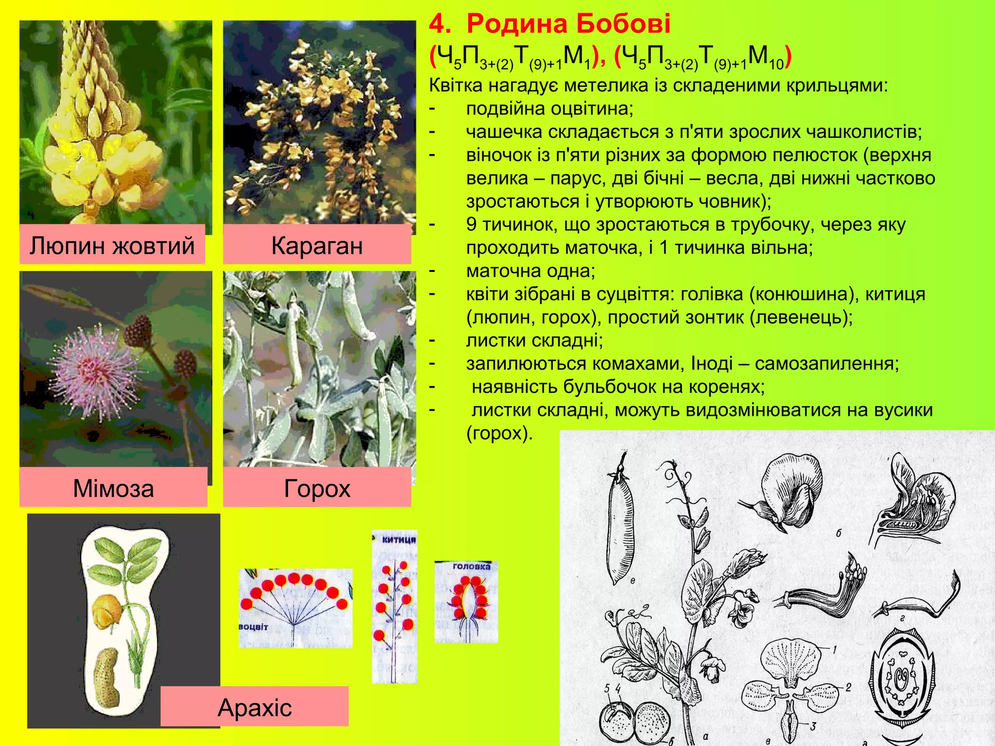 4. Родина Бобові
(Ч5П3+(2)Т(9)+1М1), (Ч5П3+(2)Т(9)+1М10)
Квітка нагадує метелика із складеними крильцями:
- подвійна оцвітина;
- чашечка складається з п'яти зрослих чашколистів;
- віночок із п'яти різних за формою пелюсток (верхня
велика – парус, дві бічні – весла, дві нижні частково
зростаються і утворюють човник);
- 9 тичинок, що зростаються в трубочку, через яку
проходить маточка, і 1 тичинка вільна;
- маточна одна;
- квіти зібрані в суцвіття: голівка (конюшина), китиця
(люпин, горох), простий зонтик (левенець);
- листки складні;
- запилюються комахами, Іноді – самозапилення;
- наявність бульбочок на коренях;
- листки складні, можуть видозмінюватися на вусики
(горох).
Люпин жовтий Караган
Мімоза Горох
Арахіс
 