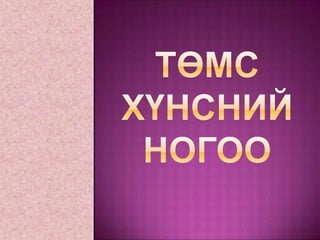 төмс хүнсний ногоо | PPT