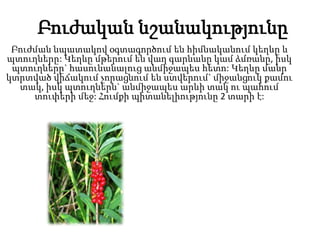 Բուժական նշանակությունը
Բուժման նպատակով օգտագործում են հիմնականում կեղևը և
պտուղները: Կեղևը մթերում են վաղ գարնանը կամ ձմռանը, իսկ
պտուղները` հասունանալուց անմիջապես հետո: Կեղևը մանր
կտրտված վիճակում չորացնում են ստվերում` միջանցուկ քամու
տակ, իսկ պտուղներն` անմիջապես արևի տակ ու պահում
տուփերի մեջ: Հումքի պիտանելիությունը 2 տարի է:
 