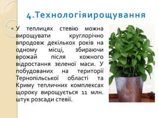  У теплицях стевію можна
вирощувати круглорічно
впродовж декількох років на
одному місці, збираючи
врожай після кожного
відростання зеленої маси. У
побудованих на території
Тернопільської області та
Криму тепличних комплексах
щороку вирощується 11 млн.
штук розсади стевії.
 