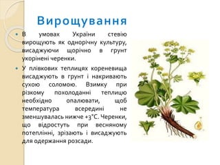  В умовах України стевію
вирощують як однорічну культуру,
висаджуючи щорічно в грунт
укорінені черенки.
 У плівкових теплицях кореневища
висаджують в грунт і накривають
сухою соломою. Взимку при
різкому похолоданні теплицю
необхідно опалювати, щоб
температура всередині не
зменшувалась нижче +3°С. Черенки,
що відростуть при весняному
потеплінні, зрізають і висаджують
для одержання розсади.
 