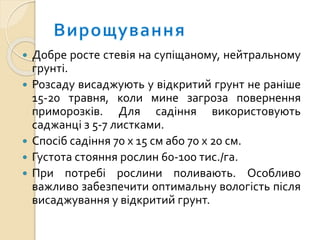  Добре росте стевія на супіщаному, нейтральному
грунті.
 Розсаду висаджують у відкритий грунт не раніше
15-20 травня, коли мине загроза повернення
приморозків. Для садіння використовують
саджанці з 5-7 листками.
 Спосіб садіння 70 х 15 см або 70 х 20 см.
 Густота стояння рослин 60-100 тис./га.
 При потребі рослини поливають. Особливо
важливо забезпечити оптимальну вологість після
висаджування у відкритий грунт.
 