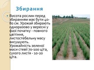  Висота рослин перед
збиранням має бути 40-
80 см. Урожай збирають
одноразово у вересні у
фазі початку - повного
цвітіння,
листостебельну масу
висушують.
Урожайність зеленої
маси стевії 70-100 ц/га,
сухого листя - 10-20
ц/га.
 