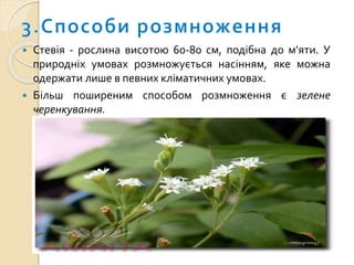  Стевія - рослина висотою 60-80 см, подібна до м'яти. У
природніх умовах розмножується насінням, яке можна
одержати лише в певних кліматичних умовах.
 Більш поширеним способом розмноження є зелене
черенкування.
 