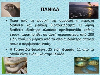 ΠΑΝΙΔΑ
• Πζρα από τθ φυςικι τθσ ομορφιά θ περιοχι
διακζτει και μεγάλθ βιοποικιλότθτα. Η λίμνθ
διακζτει ιδιαίτερα πλοφςια ορνικοπανίδα κακϊσ
ζχουν παρατθρθκεί ςε αυτι περιςςότερα από 200
είδθ πουλιϊν μερικά από τα οποία ιδιαίτερα ςπάνια
όπωσ ο πορφυροτςικνιάσ.
• Η Σριχωνίδα φιλοξενεί 25 είδθ ψαριϊν, 11 από τα
οποία είναι ενδθμικά ςτθν Ελλάδα.
 