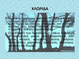 ΧΛΩΡΙΔΑ
• ΢ιμερα θ παραλίμνια βλάςτθςθ τθσ Σριχωνίδασ είναι
πιο αραιι, αλλά παραμζνει πάντα πλοφςια ςε ςχζςθ με
άλλεσ λίμνεσ τθσ Ελλάδασ. Αποτελείται από πλατάνια,
φράξουσ, ιτιζσ, λεφκεσ, καβάκια, ςκλικρα, λυγαριζσ,
κυπαρίςςια, δάφνεσ, πικροδάφνεσ κ.ά.
• ΢τισ πλαγιζσ των παραλίμνιων λόφων κυριαρχεί
θ μεςογειακι μακία, που απαρτίηεται από
ςχίνα, ςπάρτα, κουμαριζσ, ρείκια, φιλφκια,
κουτςουπιζσ, χαρουπιζσ, τρικουκιζσ, παλιοφρια,
αςφάκεσ και κυμάρι.
 