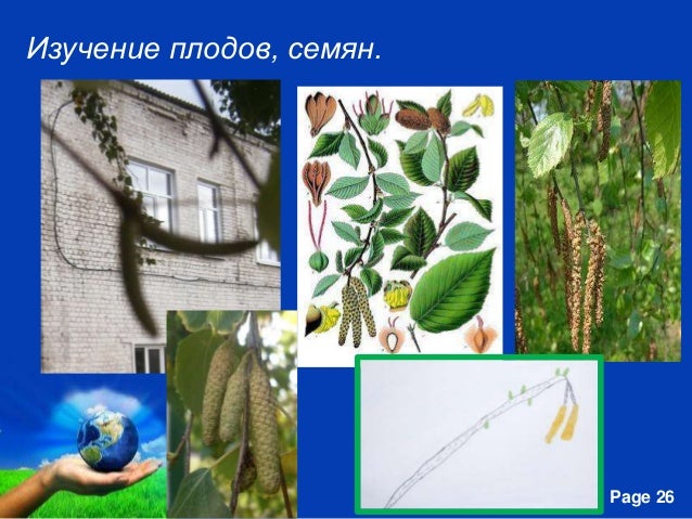 Презентация О Дереве Рябина Презентация О Дереве Рябина
