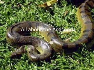 All about the Anaconda
by:Adil
 