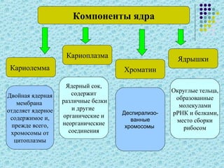 Кариолемма
Кариоплазма
Хроматин
Ядрышки
Компоненты ядра
Двойная ядерная
мембрана
отделяет ядерное
содержимое и,
прежде всего,
хромосомы от
цитоплазмы
Ядерный сок,
содержит
различные белки
и другие
органические и
неорганические
соединения
Деспирализо-
ванные
хромосомы
Округлые тельца,
образованные
молекулами
рРНК и белками,
место сборки
рибосом
 