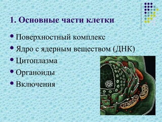 1. Основные части клетки
Поверхностный комплекс
Ядро с ядерным веществом (ДНК)
Цитоплазма
Органоиды
Включения
 