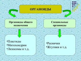ОРГАНОИДЫ
Органоиды общего
назначения
Специальные
органоиды
•Пластиды
•Митохондрии
•Лизосомы и т.д.
•Реснички
•Жгутики и т.д.
 