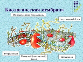 Биологическая мембрана
Олигосахаридная боковая цепь
Интегральный белок
Фосфолипиды
Наружный (шаровидный)
белок
Холестерол
 