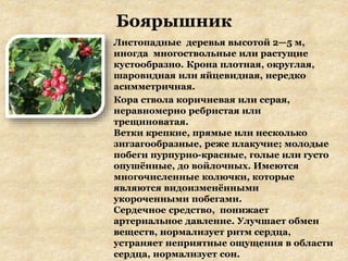 Боярышник
Листопадные деревья высотой 2—5 м,
иногда многоствольные или растущие
кустообразно. Крона плотная, округлая,
шаровидная или яйцевидная, нередко
асимметричная.
Кора ствола коричневая или серая,
неравномерно ребристая или
трещиноватая.
Ветки крепкие, прямые или несколько
зигзагообразные, реже плакучие; молодые
побеги пурпурно-красные, голые или густо
опушённые, до войлочных. Имеются
многочисленные колючки, которые
являются видоизменёнными
укороченными побегами.
Сердечное средство, понижает
артериальное давление. Улучшает обмен
веществ, нормализует ритм сердца,
устраняет неприятные ощущения в области
сердца, нормализует сон.
 