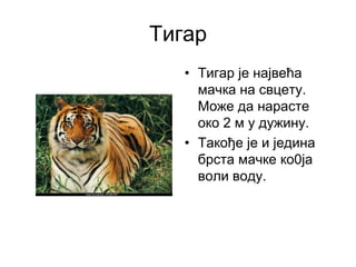Тигар
• Тигар је највећа
мачка на свцету.
Може да нарасте
око 2 м у дужину.
• Такође је и једина
брста мачке ко0ја
воли воду.
 