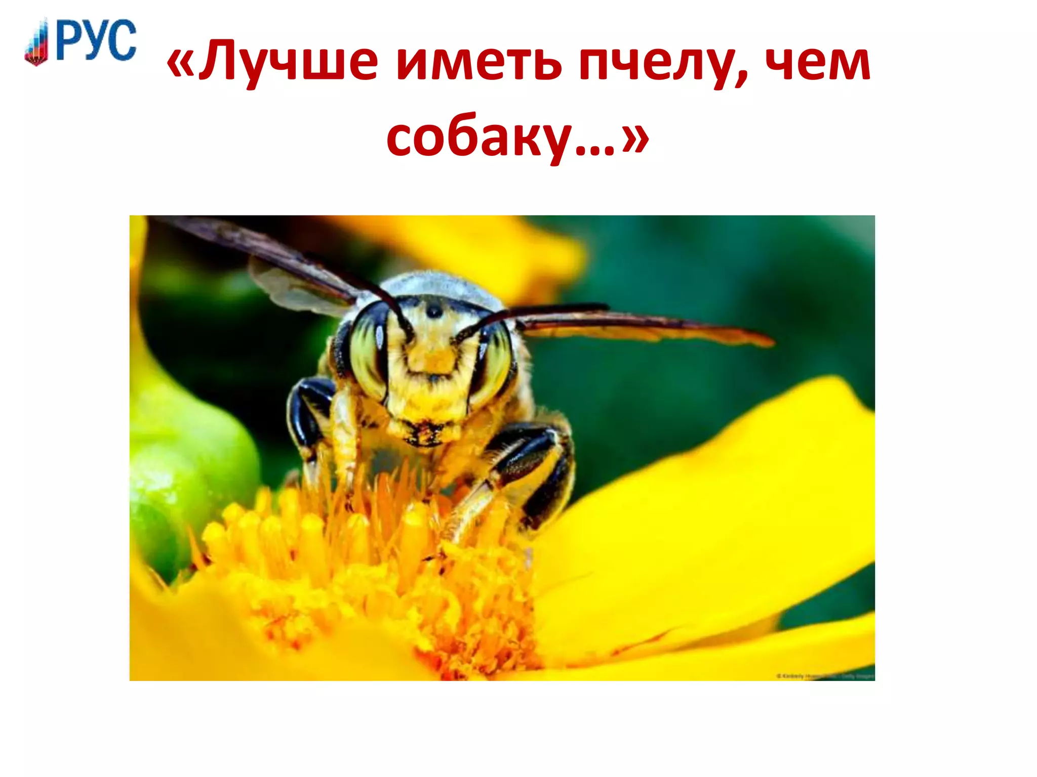 «Лучше иметь пчелу, чем
собаку…»
 