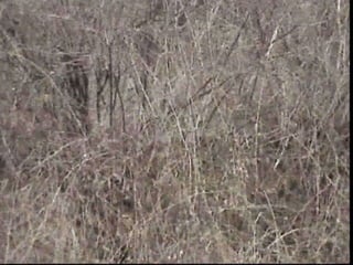 էկոտուր