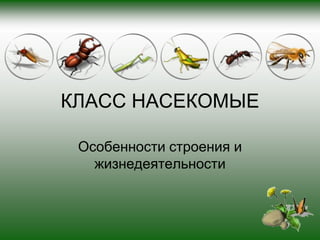 Насекомые | PPT