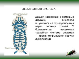 Насекомые | PPT