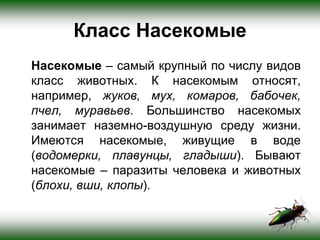 Насекомые | PPT