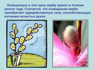 Освященную в этот день вербу хранят в течение
целого года. Считается, что освященная верба
приобретает чудодейственную силу, способствующую
изгнанию нечистых духов.
 