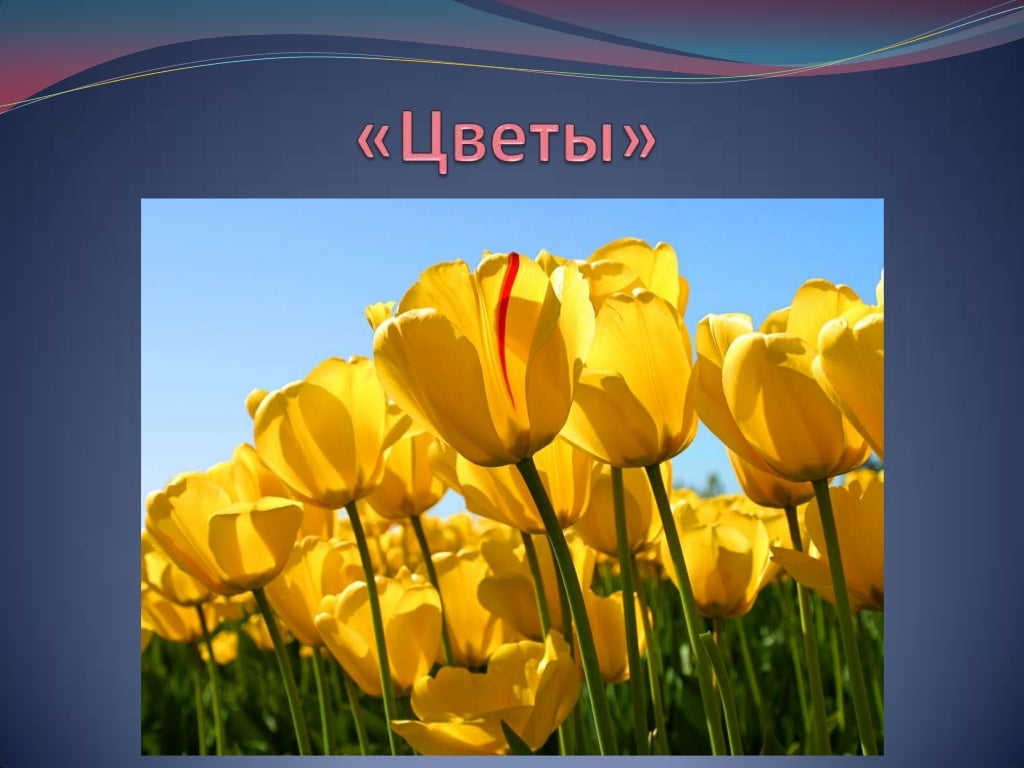 цветы презентация